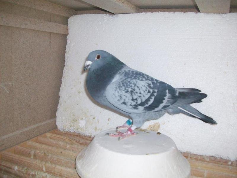 org. K.Latawiec.Wnuk samicy 03-2622